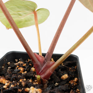Anthurium Zara '31' x Zara '14' by DocBlock® (wk17-H)