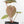 Anthurium Zara '31' x Zara '14' by DocBlock® (wk17-H)