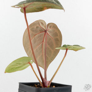 Anthurium Zara '31' x Zara '14' by DocBlock® (wk17-H)