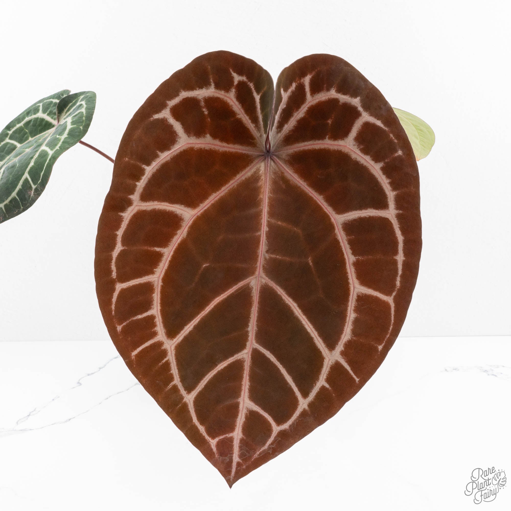 Anthurium Zara '33' x Zara '29' by DocBlock® (wk15-G) – Rare Plant