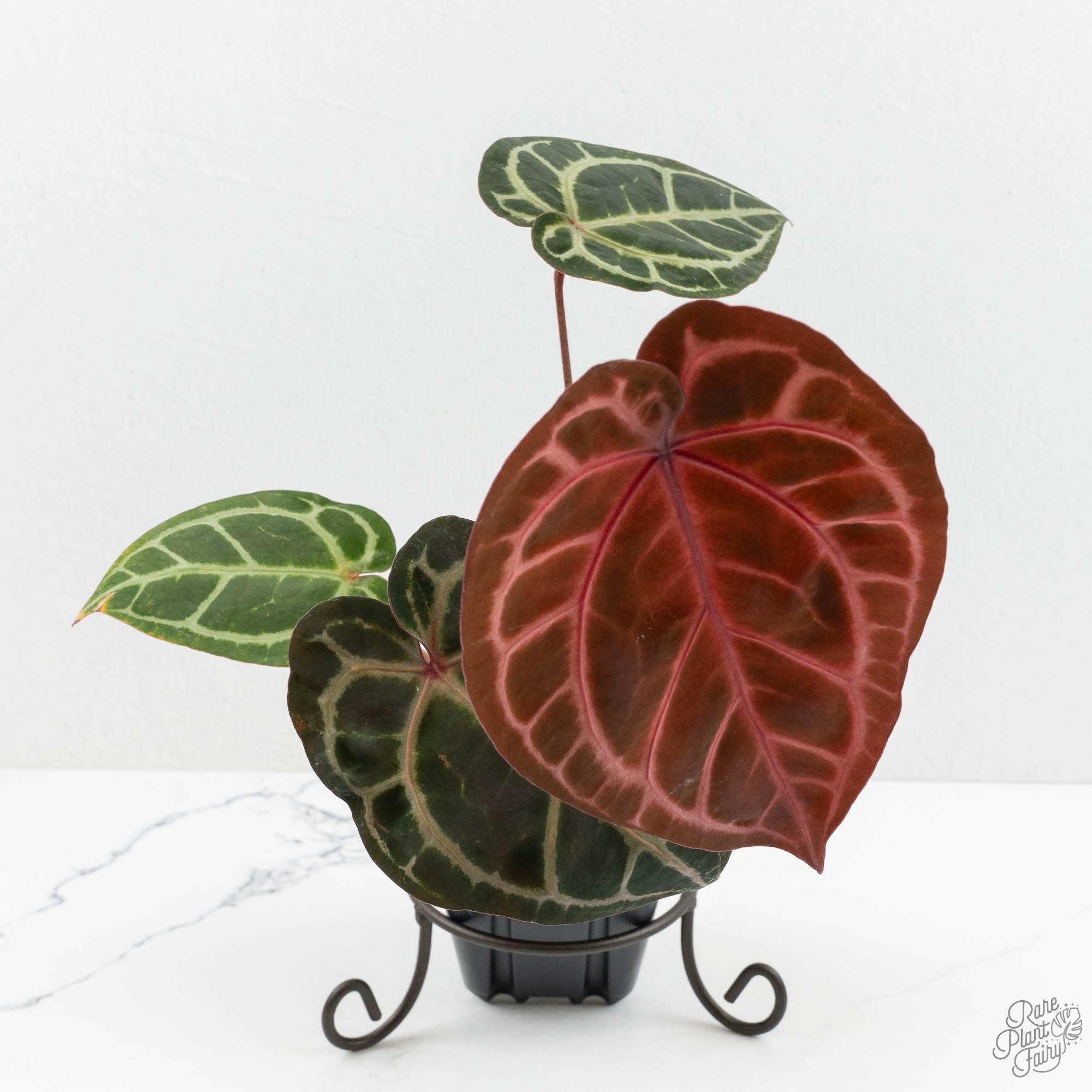 Anthurium Zara '33' x Zara '29' by DocBlock® (wk16-M) – Rare Plant