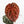 Anthurium Zara '33' x Zara '29' by DocBlock® (wk16-M)