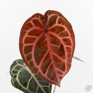 Anthurium Zara '33' x Zara '29' by DocBlock® (wk16-M)