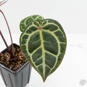 Anthurium Zara '33' x Zara '29' by DocBlock® (wk16-M)