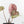 Anthurium Zara '33' x Zara '29' by DocBlock® (wk16-M)