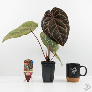 Anthurium Zara '33' x Zara '29' by DocBlock® (wk16-Y)