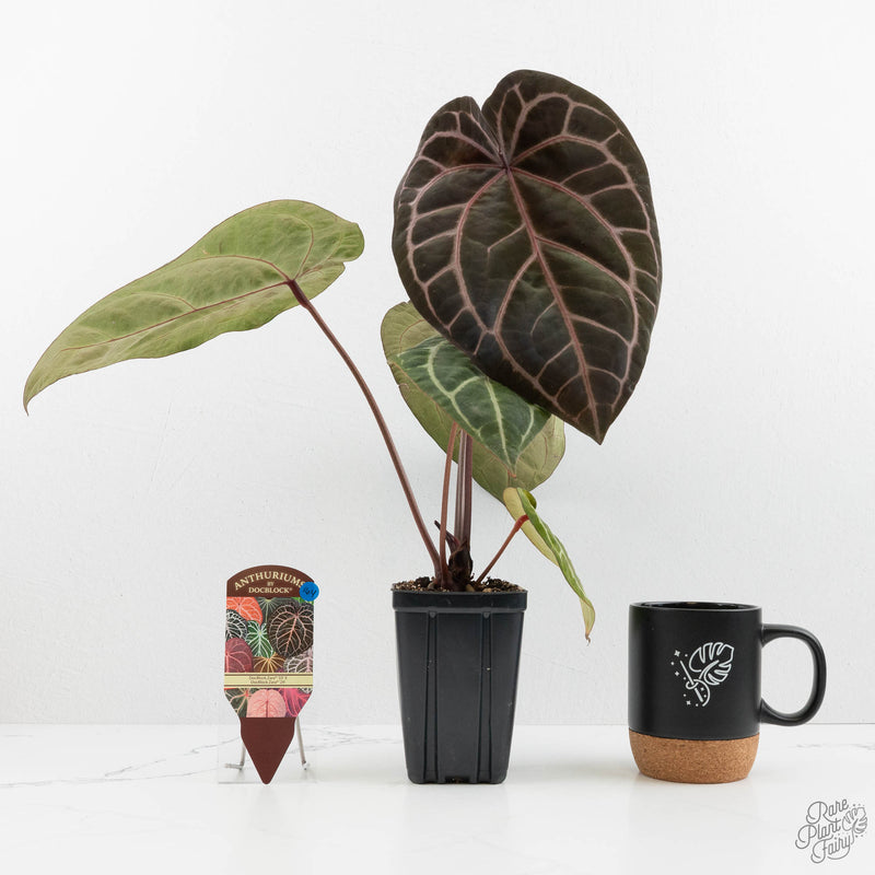 Anthurium Zara '33' x Zara '29' by DocBlock® (wk16-Y)