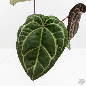 Anthurium Zara '33' x Zara '29' by DocBlock® (wk16-Y)