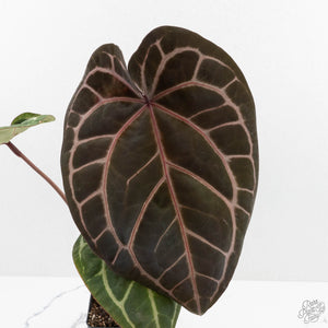 Anthurium Zara '33' x Zara '29' by DocBlock® (wk16-Y)