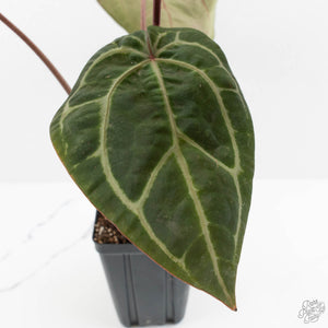 Anthurium Zara '33' x Zara '29' by DocBlock® (wk16-Y)