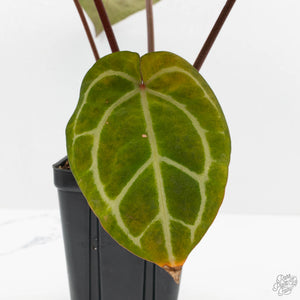 Anthurium Zara '33' x Zara '29' by DocBlock® (wk16-Y)