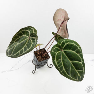 Anthurium Zara '33' x Zara '29' by DocBlock® (wk16-Y)