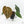 Anthurium DocBlock F2 x Carlablackiae  by DocBlock® (wk19-F)