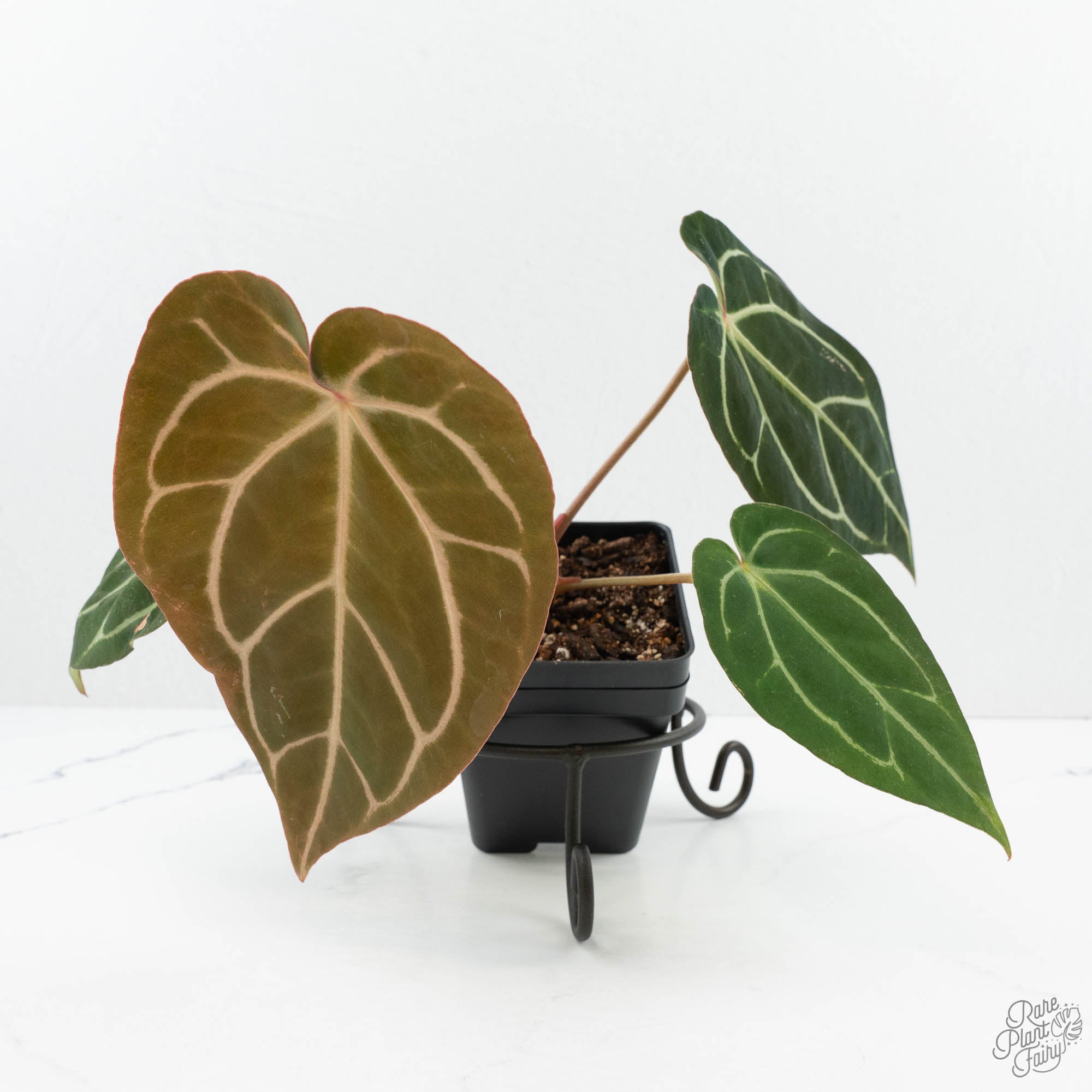 anthurium doc block f3 Anthurium DocBlock F2 x Carlablackiae by DocBlock (wk19-F)