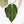 Anthurium DocBlock F2 x Carlablackiae  by DocBlock® (wk19-F)