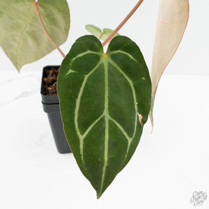 Anthurium DocBlock F2 x Carlablackiae  by DocBlock® (wk19-F)
