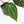 Anthurium DocBlock F2 x Carlablackiae  by DocBlock® (wk19-F)