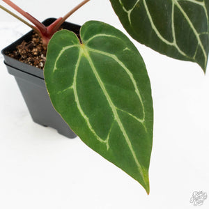 Anthurium DocBlock F2 x Carlablackiae  by DocBlock® (wk19-F)