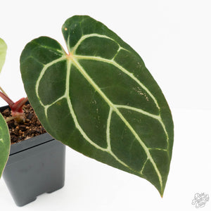 Anthurium DocBlock F2 x Carlablackiae  by DocBlock® (wk19-F)