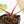 Anthurium DocBlock F2 x Carlablackiae  by DocBlock® (wk19-F)