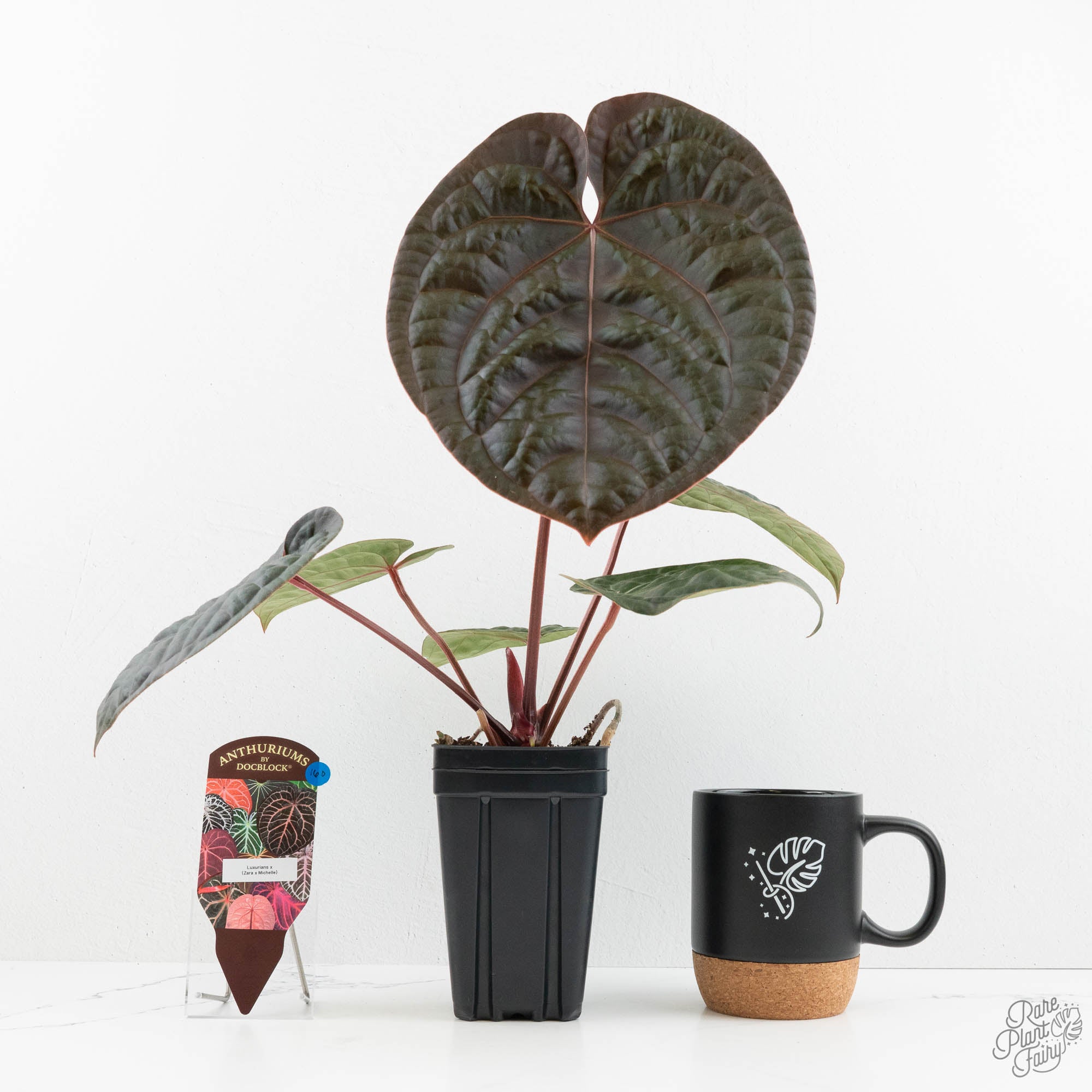 Anthurium 'Luxurians' x ('Zara' x 'Michelle') by DocBlock® (wk16-O