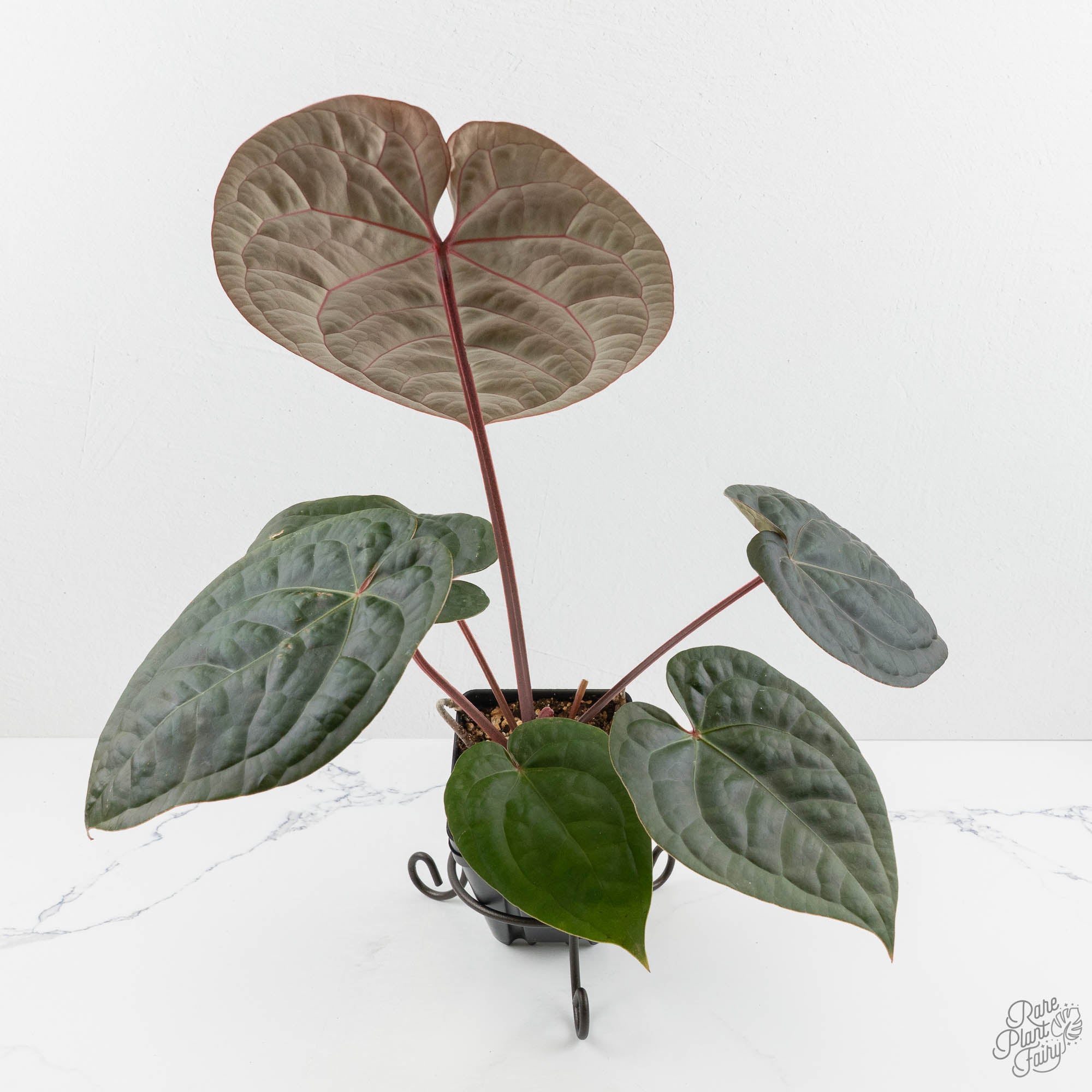 A. Zara Michelle × A. luxurians Anthurium (Zara x Michelle) x Luxurians | Rare plant | Studio