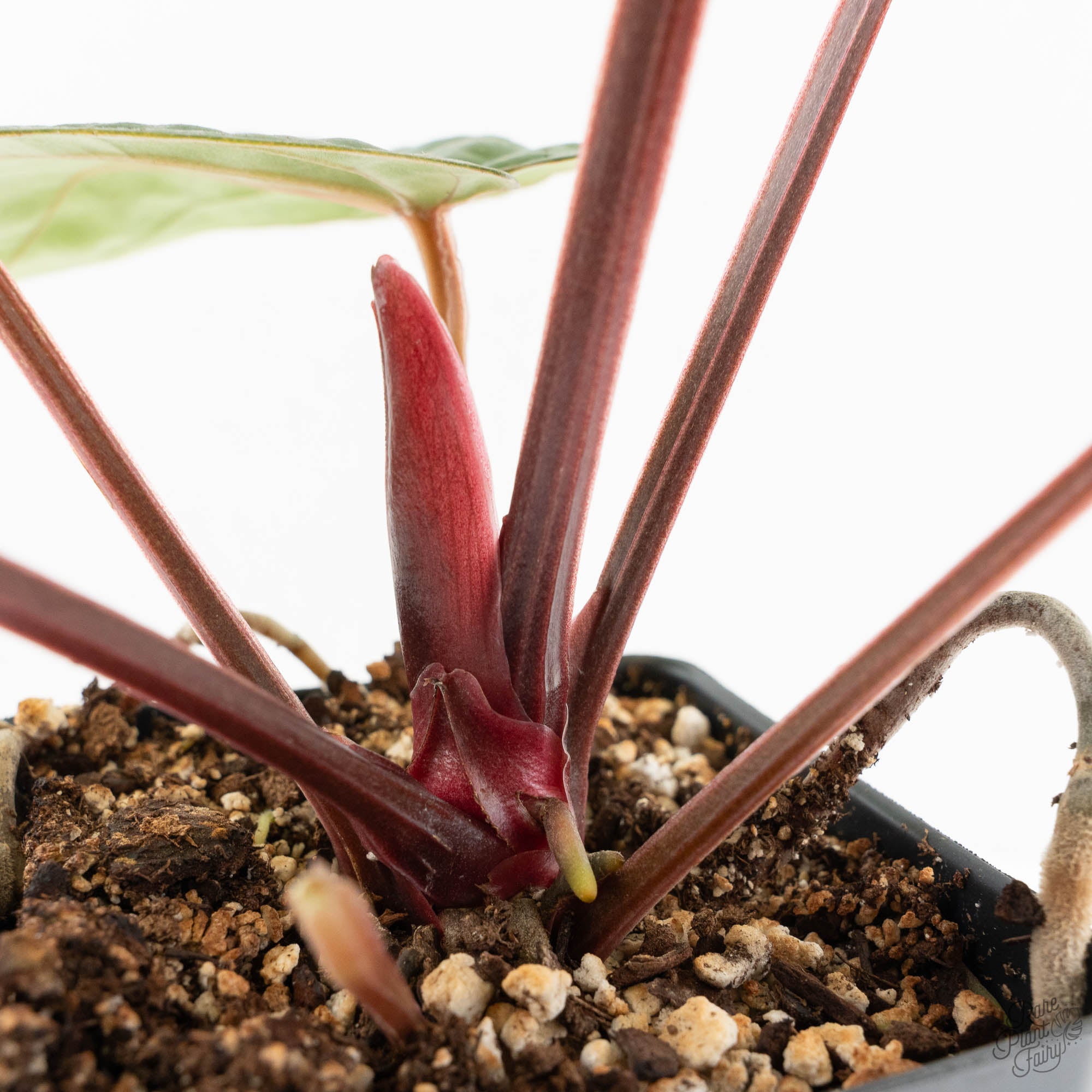 Anthurium 'Luxurians' x ('Zara' x 'Michelle') by DocBlock® (wk16-O