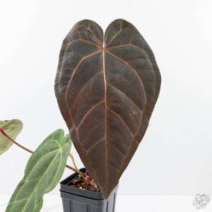 Anthurium  Zara '29' x  Dark and Handsome '9' by DocBlock® (wk21-Z)