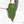 Anthurium  Zara '29' x  Dark and Handsome '9' by DocBlock® (wk21-Z)
