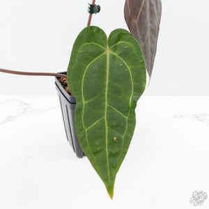 Anthurium  Zara '29' x  Dark and Handsome '9' by DocBlock® (wk21-Z)