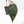 Anthurium  Zara '29' x  Dark and Handsome '9' by DocBlock® (wk21-Z)