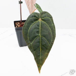 Anthurium  Zara '29' x  Dark and Handsome '9' by DocBlock® (wk21-Z)