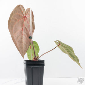 Anthurium  Zara '29' x  Dark and Handsome '9' by DocBlock® (wk21-Z)