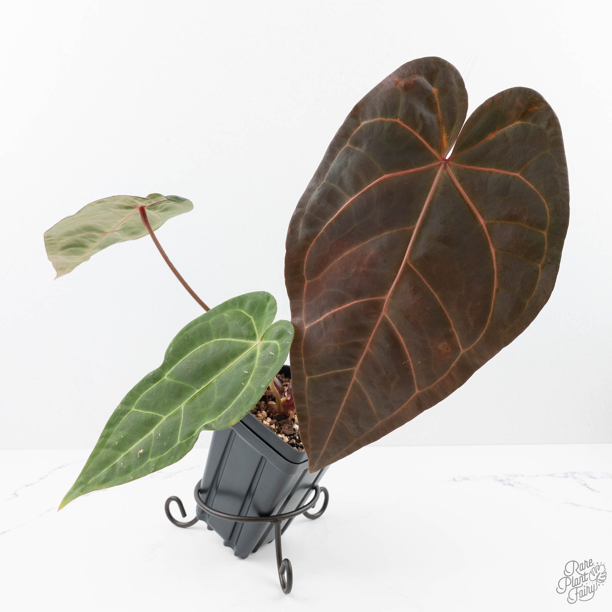 Anthurium Zara '29' x Dark and Handsome '9' by DocBlock® (wk21-Z
