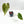 9014 Anthurium Magnificent Dark ‘49’ x Zara ‘29’