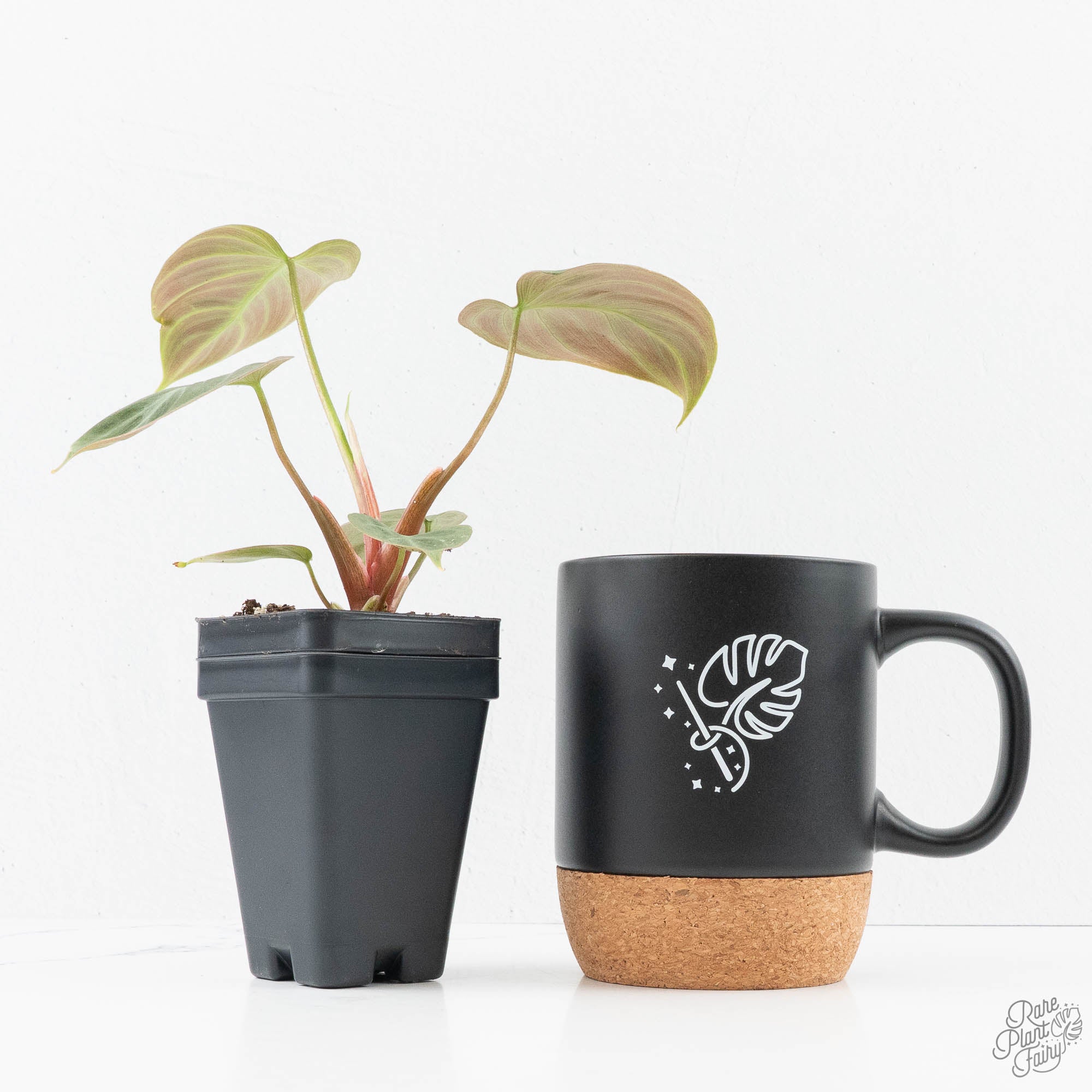 philodendron el choco red seeds Philodendron sp. 'El Choco Red' *Growers Choice* – Rare Plant Fairy