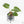 Philodendron sp. 'El Choco Red' *Growers Choice*