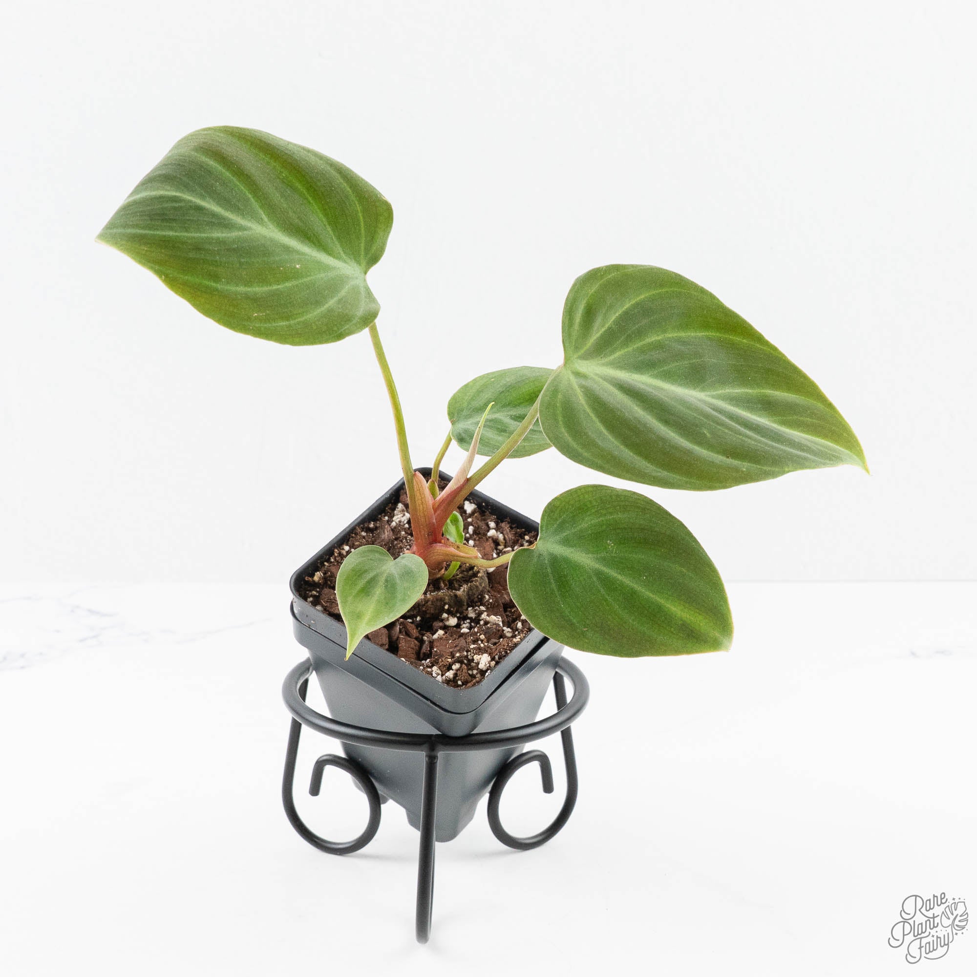 philodendron charcoal red Philodendron sp. 'El Choco Red' *Growers Choice* – Rare Plant Fairy