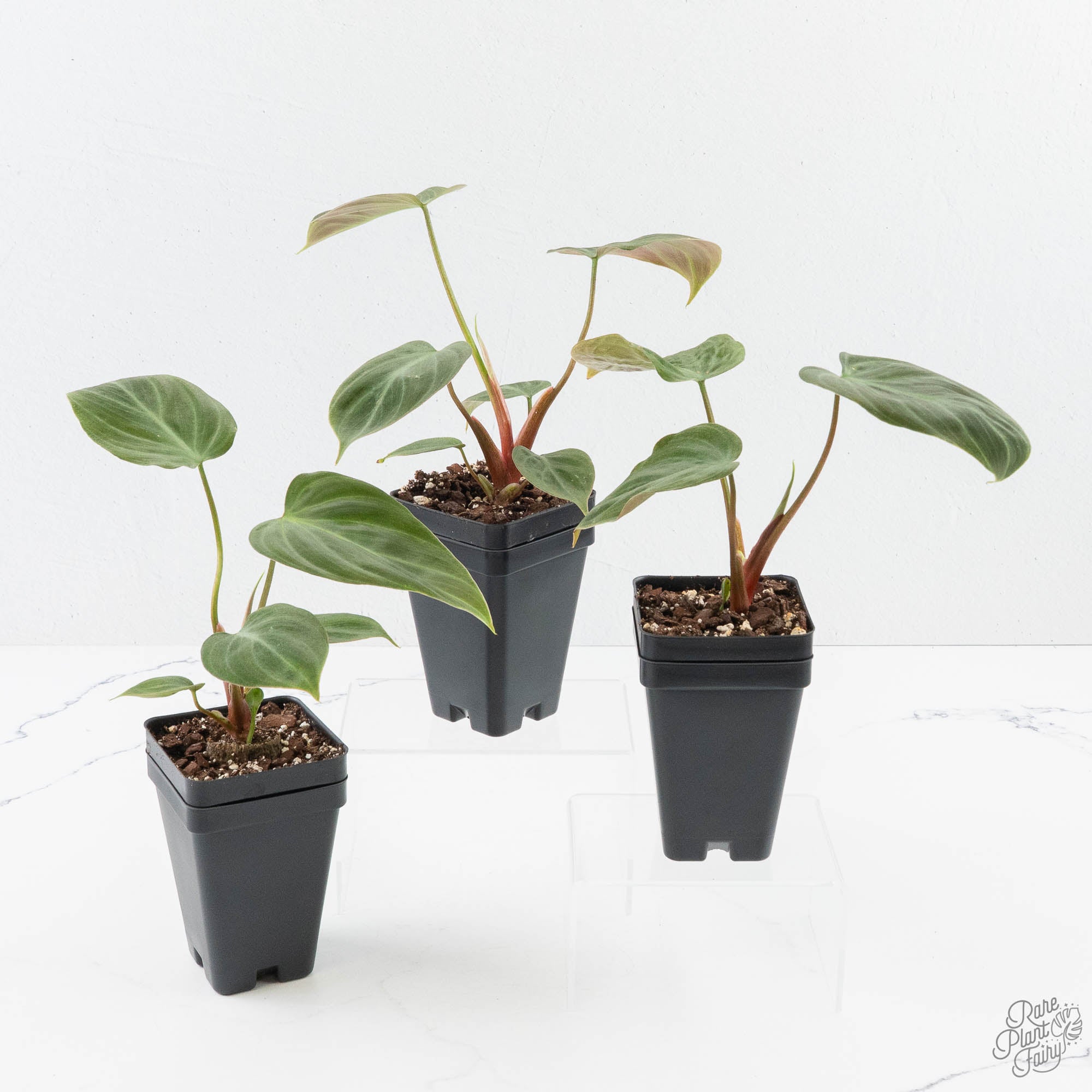 philodendron enigma Philodendron sp. 'El Choco Red' *Growers Choice* – Rare Plant Fairy