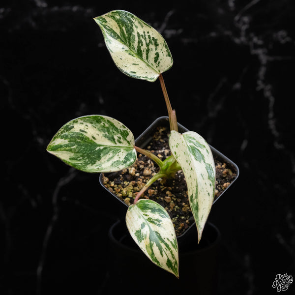 Philodendron 'Emerald King' *Grower's Choice* – Rare Plant Fairy