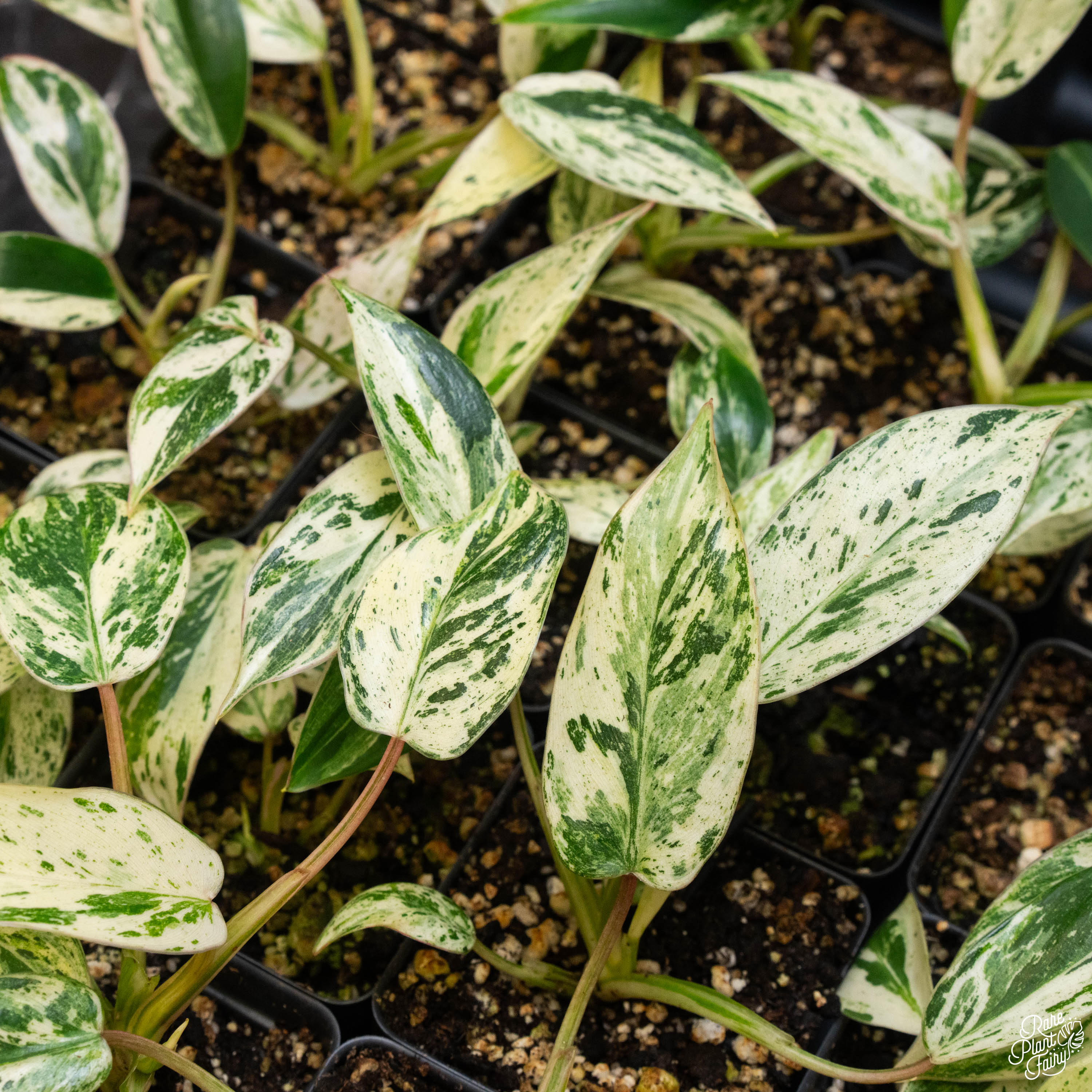 philodendron emerald duke Philodendron 'Emerald King' *Grower's Choice*