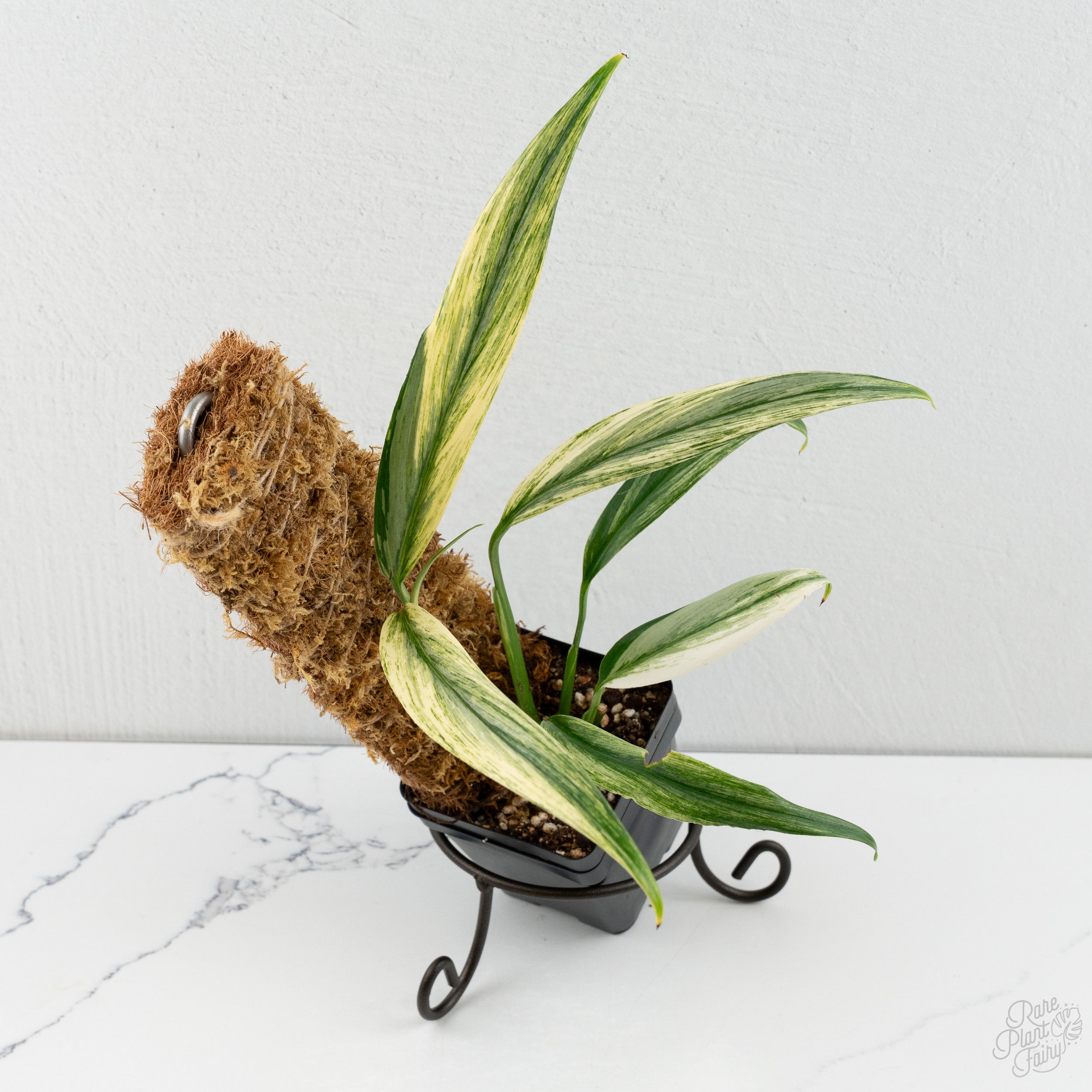 Anthurium (carlablackiae x Ace of Spades) x antolakii (previously