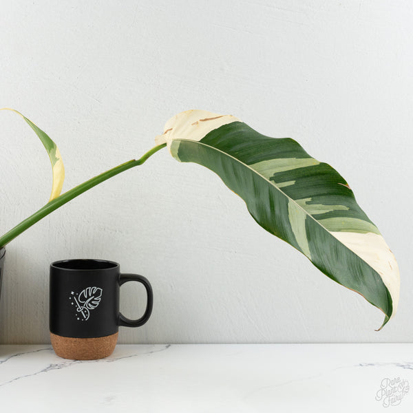 Epipremnum Giganteum Albo Variegated 'White Pearl' (wk8-L)