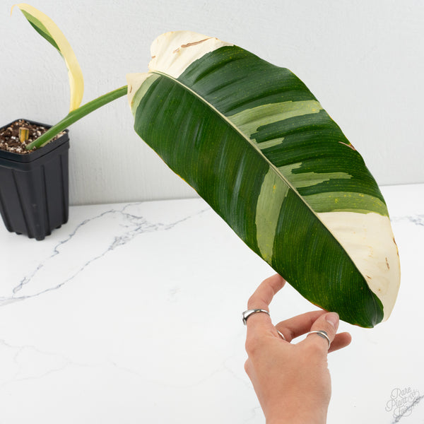 Epipremnum Giganteum Albo Variegated 'White Pearl' (wk8-L)