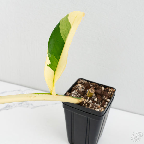 Epipremnum Giganteum Albo Variegated 'White Pearl' (wk8-L)