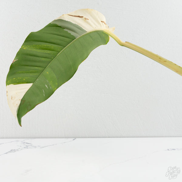 Epipremnum Giganteum Albo Variegated 'White Pearl' (wk8-L)