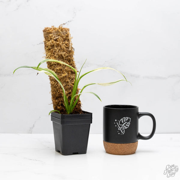 Epipremnum Amplissimum Albo Variegated (wk10-J)