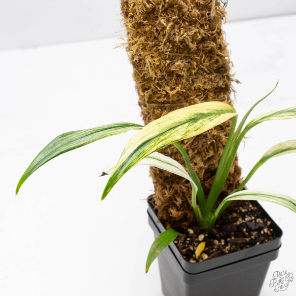 Epipremnum Amplissimum Albo Variegated (wk10-J)