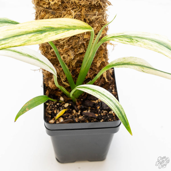 Epipremnum Amplissimum Albo Variegated (wk10-J)