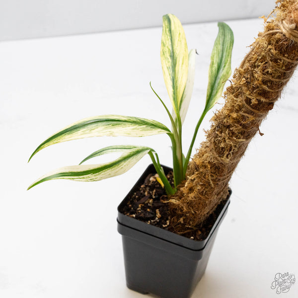 Epipremnum Amplissimum Albo Variegated (wk10-J)